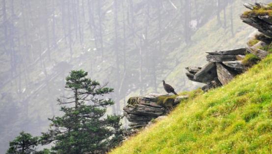 图为:唐家河自然保护区摩天岭拍到野生大熊猫