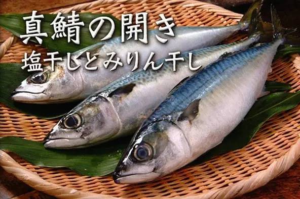 白腹鲭(scomber japonicus,又俗称日本鲭鱼,真鯖,日文名マサバ,英文