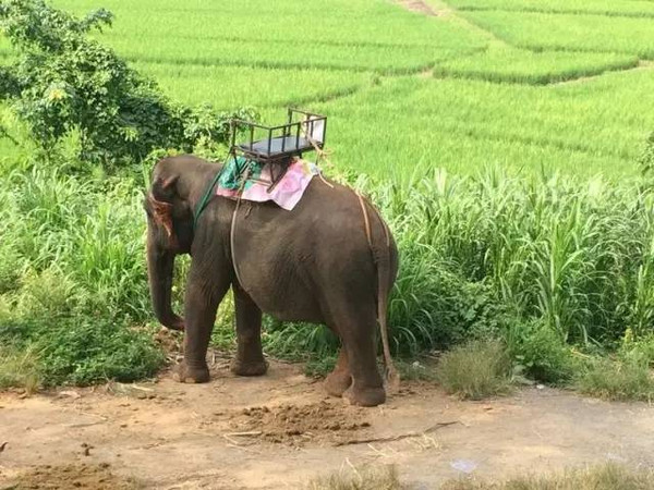 为什么不应该去泰国骑大象?
