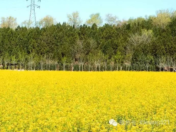 大岭,杨家堡,土门的车到北庄村下车即可 地址:北京海淀区田村油菜花地