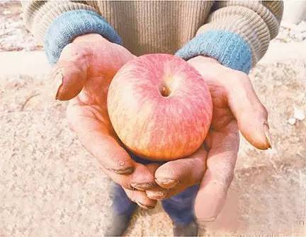 【爱心助农】陕西积压苹果2000万斤,果农发愁