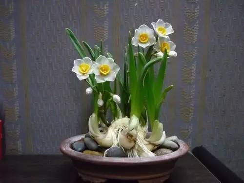 水仙花