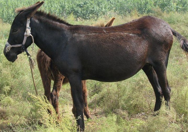 农村致富新项目:肉驴养殖有钱途!