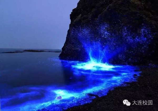 一场风雨过后,小黑石浴场附近再次出现大片蓝色"荧光海"奇观,远远望