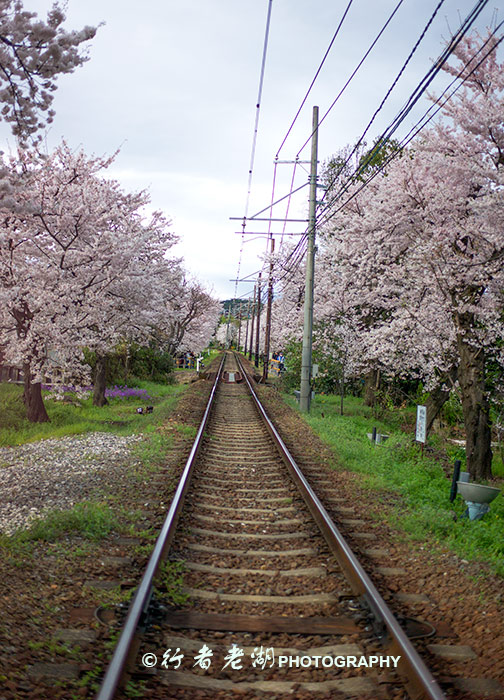 日本关西赏花攻略:踏着樱花的节奏请跟我来