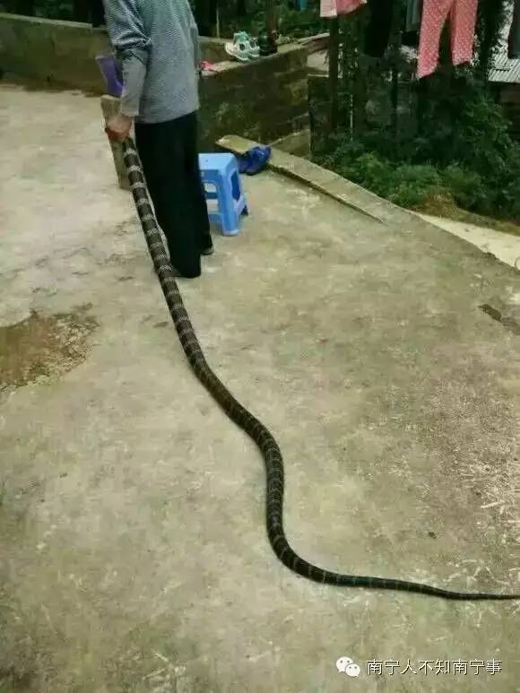 惊悚!广西老表抓了一条4米长的大毒蛇,被咬了
