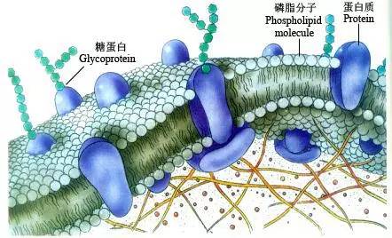 细胞被双分子层磷脂组成的薄膜所包裹(图1).