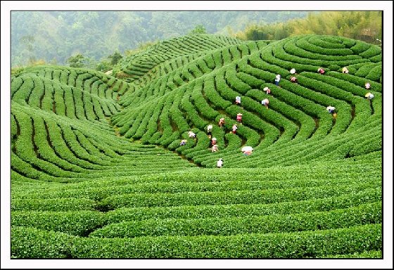 听茶古丈苗寨深处的古丈茶歌史诗