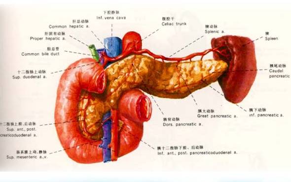 酒后靠手指抠喉咙催吐醒酒?后果实在太可怕了.