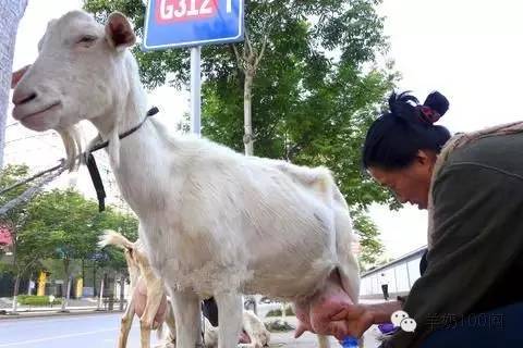 几日前,小区前来了对老夫妻,赶着只奶山羊买现挤羊奶,"说自家养的