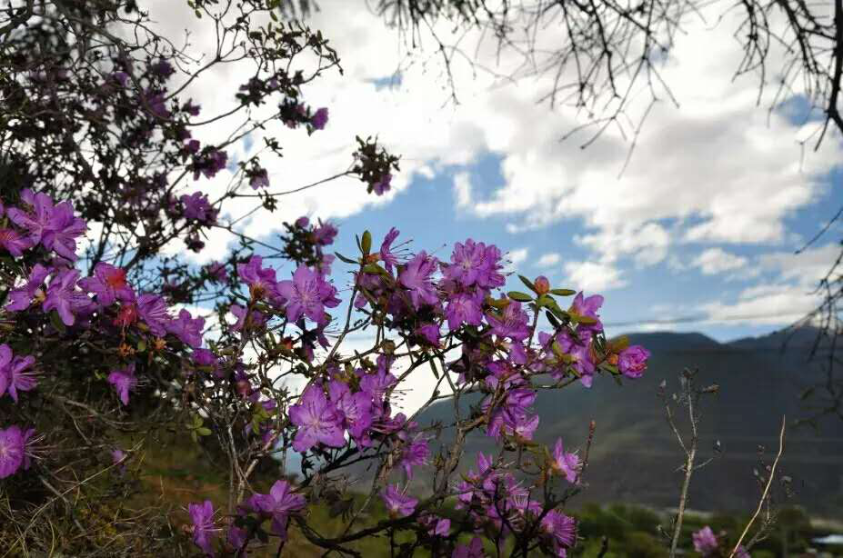 杜鹃花