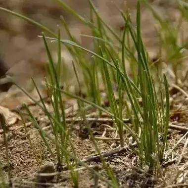 来大黑山挖野菜02把春的味道带回家