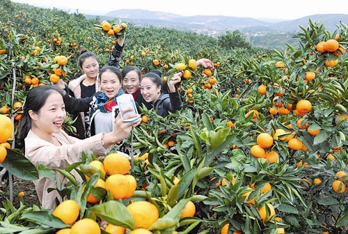 城固柑桔跻身中国区域农产品品牌价值百强