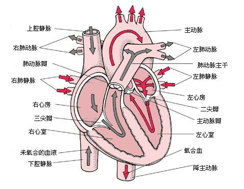 (正常心脏结构图)