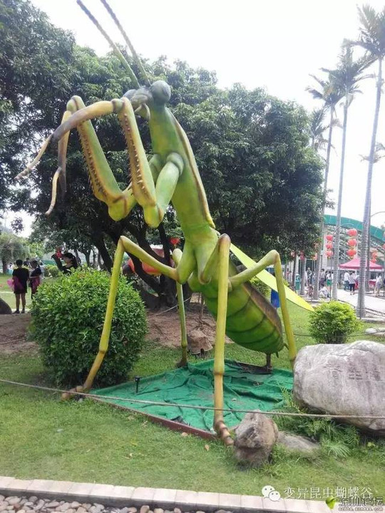 炒鸡大的蝗虫