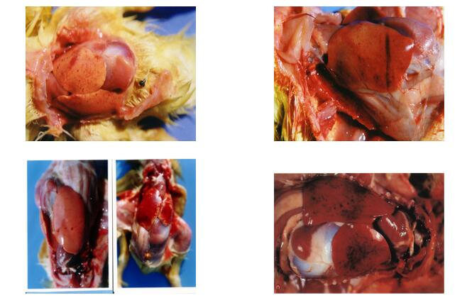 鸭肝炎的症状肉鸭肝炎症状有哪些