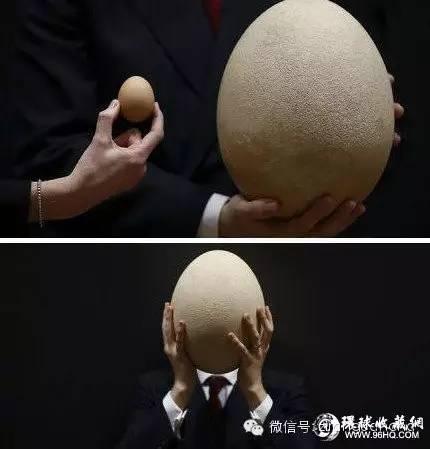 已知世界上最大最重的鸟蛋