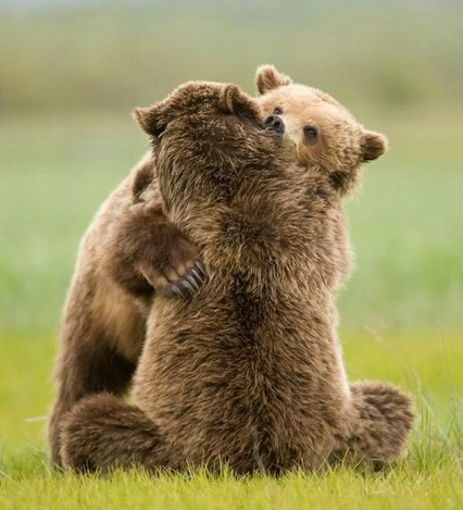 敢情这才是真正的熊抱呢,玩命儿地抱,使劲儿地抱!