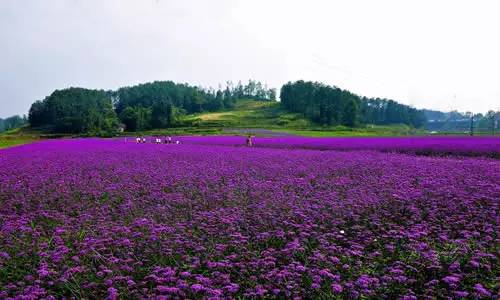 去南川大观园簇拥紫色薰衣草花海