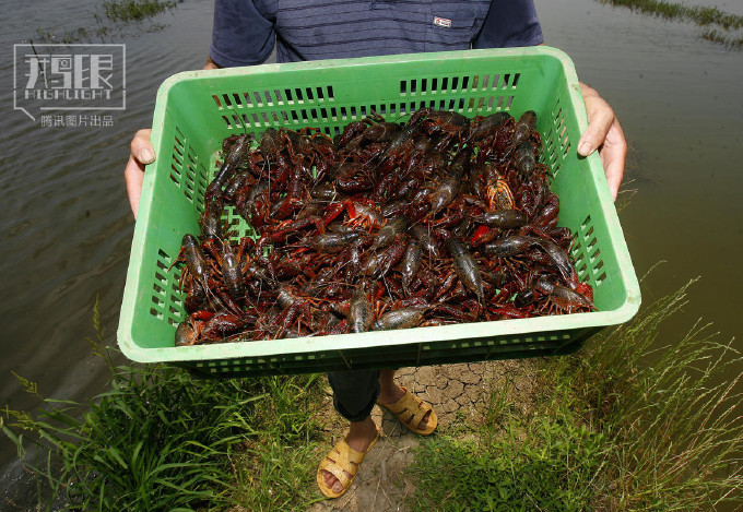 一位虾农从养殖的池塘中捕获一筐小龙虾.