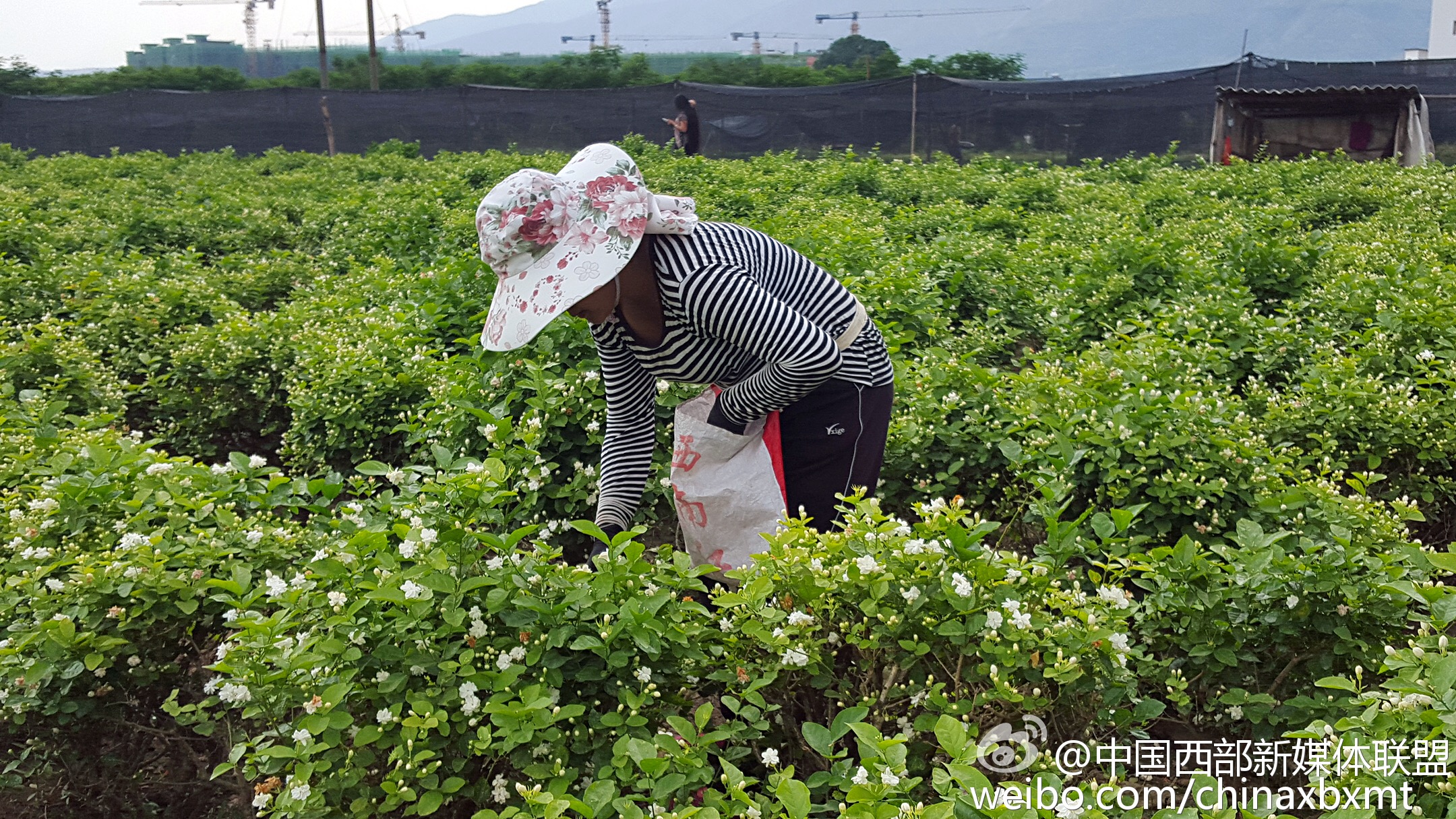 中国西部新媒体联盟在云南元江茉莉花飘香的日子里