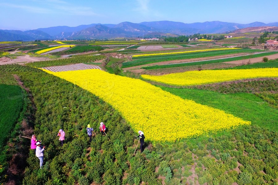 实拍五月宁夏泾源最美油菜花海