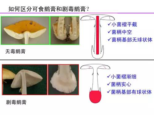 蘑菇视频官网最新人口_蘑菇卡通图片