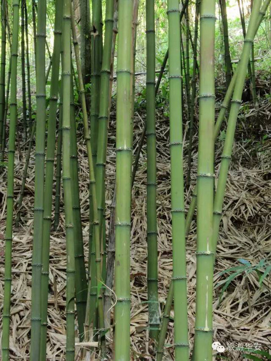 方竹 金镶玉竹 辣韭矢竹 青麻撑竹 紫竹观叶竹 菲黄竹