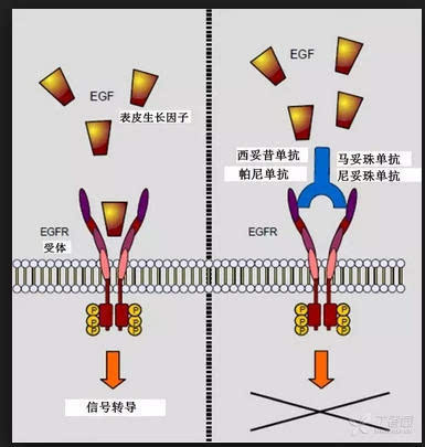 【分享】什么是肿瘤的靶向治疗