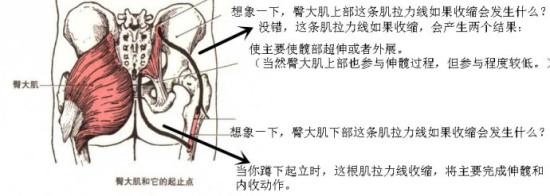 再来看臀中肌和臀小肌,这两块臀肌都位于臀部外侧的深面,也就是你的