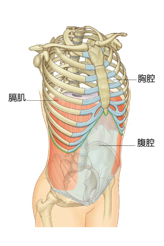 图1:胸腔,腹腔与膈肌,图片来自格氏解剖学第三版,grey's