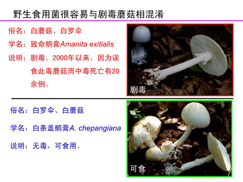 蘑菇视频官网最新人口_蘑菇卡通图片