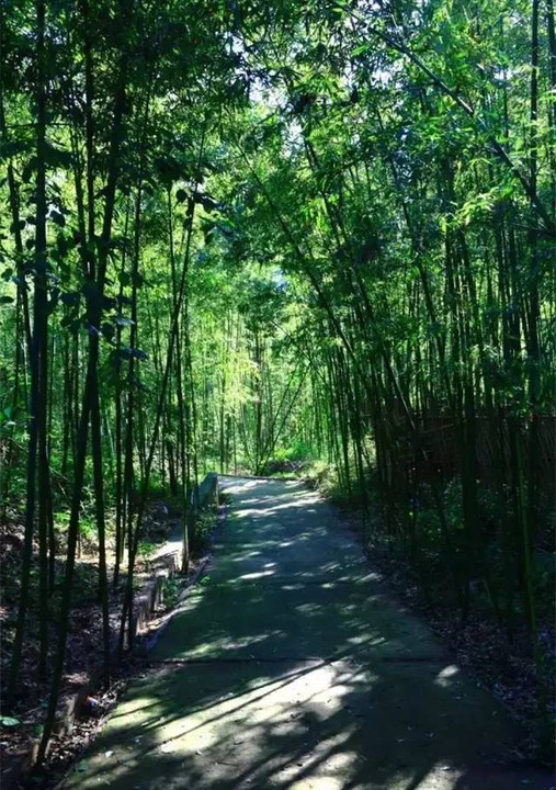 竹林小径,行走在其中,呼吸着清新的空气,心情也格外的舒畅.