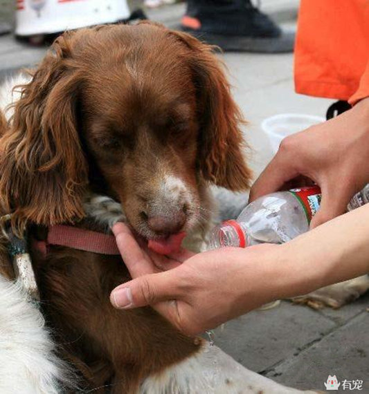 汶川地震搜救犬,为了救人它们拼了命