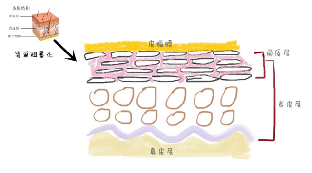 皮肤屏障由什么构成?