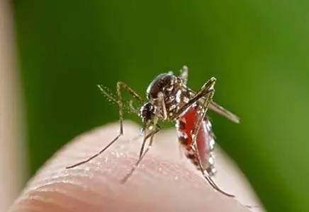 紧急通知:今年夏天武汉蚊子特别多,请提前做好