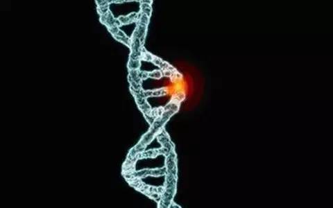 人类基因变异到底有多神奇?