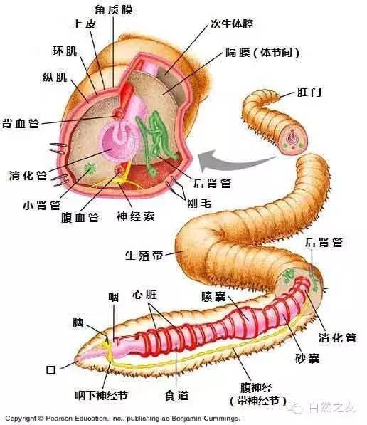 亲子游戏:蚯蚓扭一扭