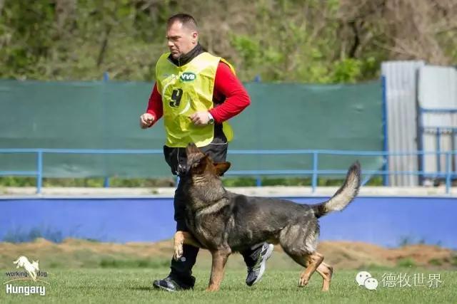 美轮美奂,斯洛伐克工作犬比赛