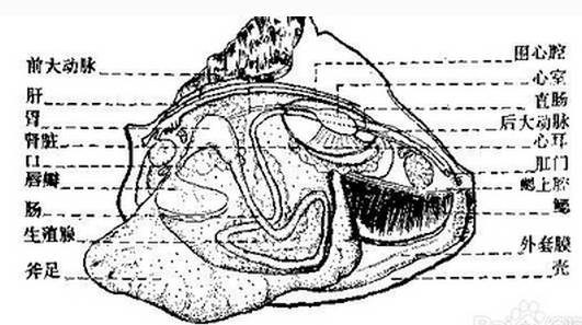 河蚌腮和肠子