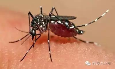 当蚊子携带致命病毒来袭时,北京人该怎么办!