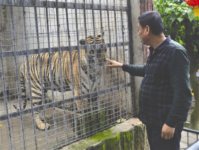 宜宾动物园里两老虎太瘦 被人虐待了?
