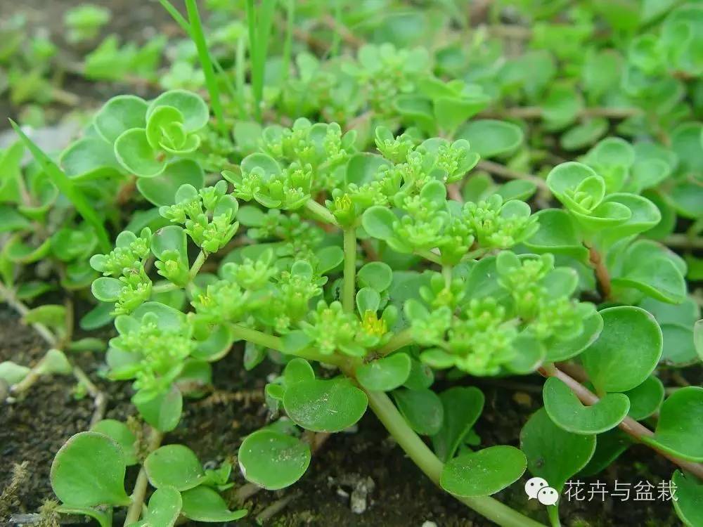 我国常见的景天的植物,花园的最佳伴侣