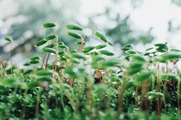 雨季过后,又到栀子花开的毕业时分