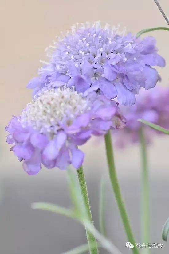 花园里至美的10种多年生草本花儿