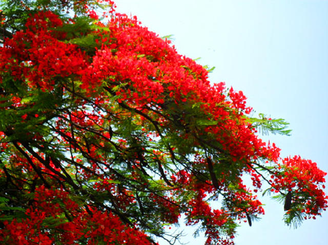 【建水古城】这个季节,同元江一样许多气候接近的地区凤凰花盛开.