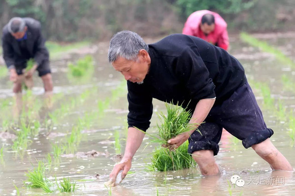 点赞这阵子大足的农民伯伯很忙