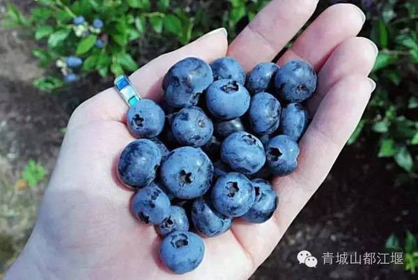 【亲子攻略】乡约都江堰蓝莓采摘季,时间地点