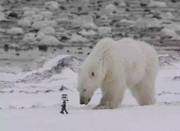 与极之美一起,最近距离邂逅北极熊