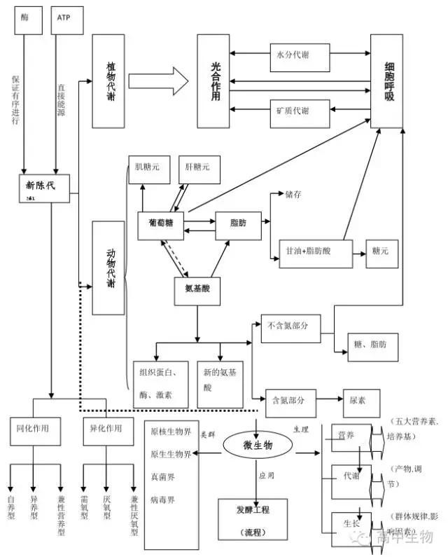 包括必修第四章生命活动的调节,选修第一章人体生命活动的调节和免疫